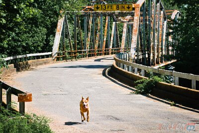 19xx Devils Elbow (13) Devil's Elbow Pup