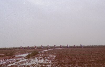 1996 Cadillac Ranch