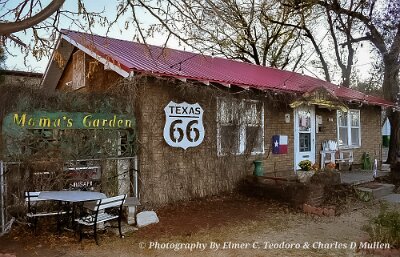 2022-11-21 Amarillo - Texas Ivy by Elmer Teodoro 2