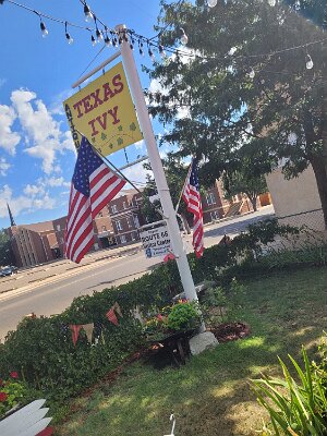 2023-09-12 Amarillo - Texas Ivy by Dora Meroney 8