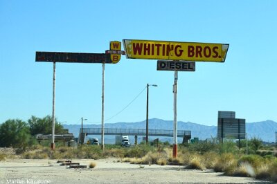 201x Yucca - Whiting Bros by Mariko Kusakabe